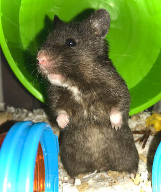 sleeping hamster, black syrian fancy bear hamster, putting down a pet, euthanasia, how to cope with the loss of a pet