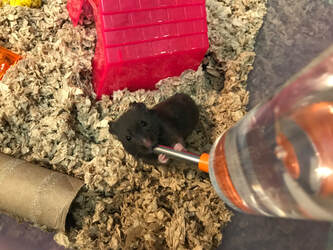 hamster drinking water, black syrian fancy bear hamster, putting down a pet, euthanasia, how to cope with the loss of a pet