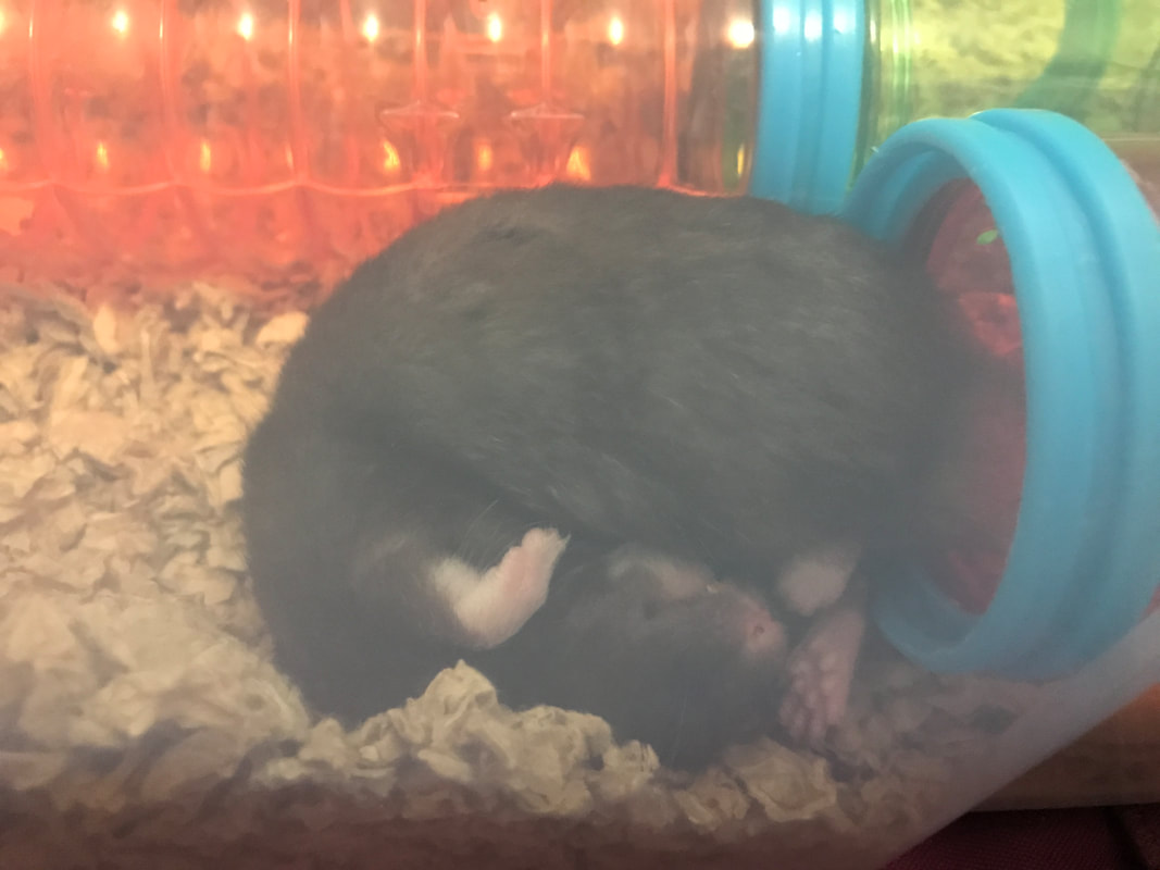 sleeping hamster, black syrian fancy bear hamster, putting down a pet, euthanasia, how to cope with the loss of a pet